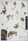 Foto von Salix herbacea L.